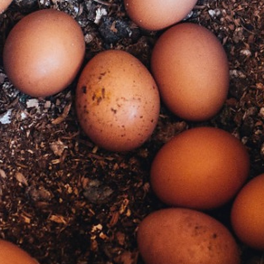 Huevos de la finca